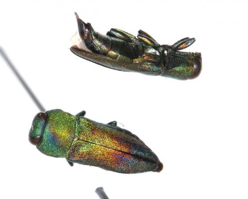 Réf. 293 276 : Anthaxia millefolii